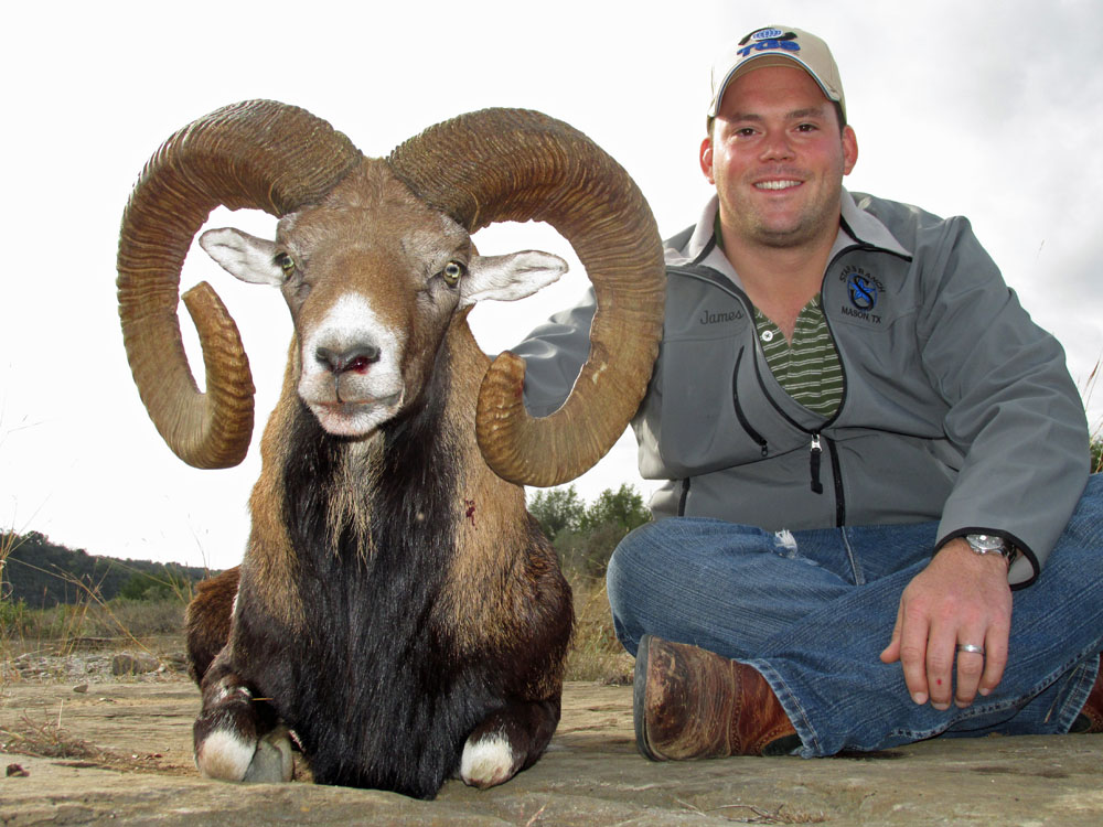 Mouflon Sheep Hunts | Star S Ranch